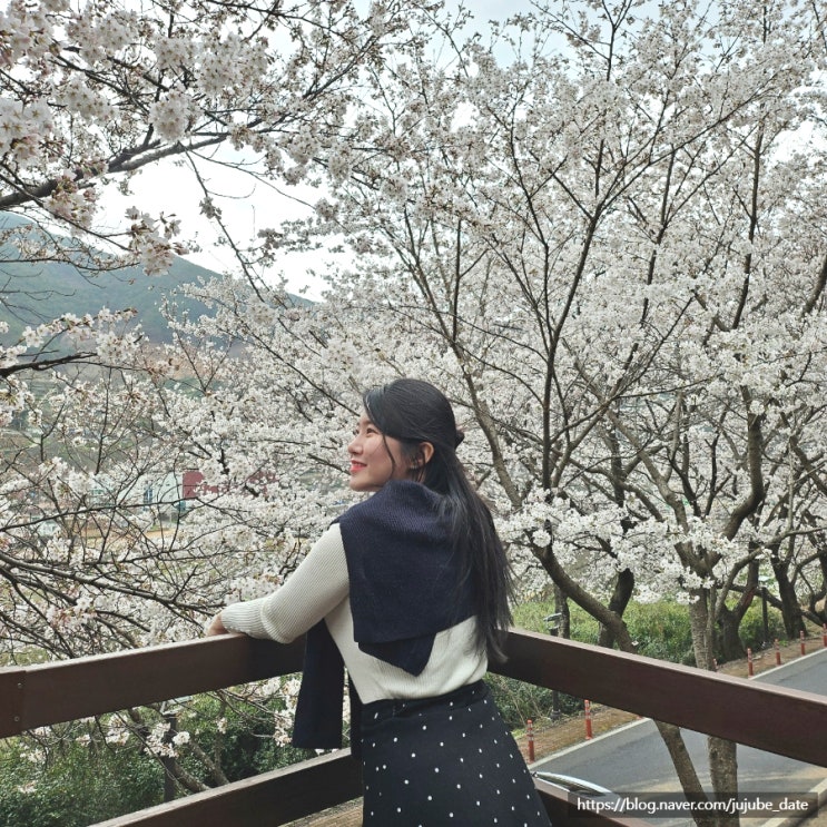  벚꽃 명소 하동 십리벚꽃길 실시간 개화 상태, 주차정보 및 포토스팟