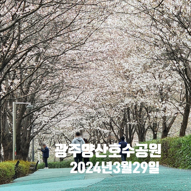  〔전남광주〕광주 양산호수공원 벚꽃 개화 24.3.29-광주 산책하기 좋은 곳-애완동물 출입 가능 공원-광주 벚꽃 명소-본촌근린공원-