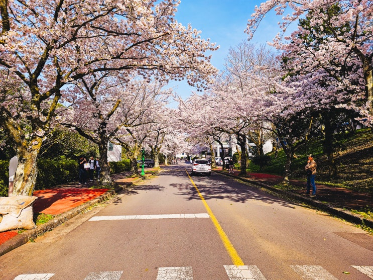  제주 벚꽃 스팟, 제주 벚꽃 명소.02 제주대학교