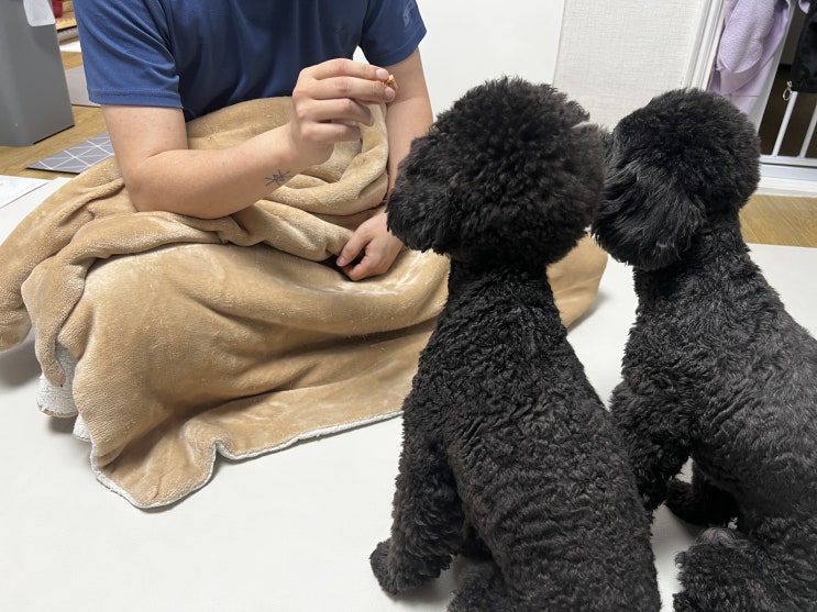  비 오는 날 집에서 강아지와 할 수 있는 놀이 3가지