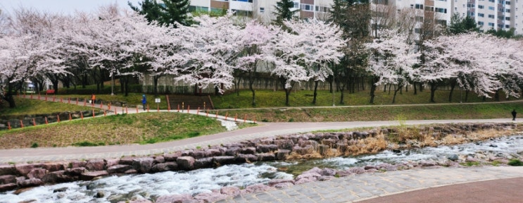  경남 김해 장유 대청천 벚꽃 개화현황 튤립길 산책과 놀이터에서 놀기