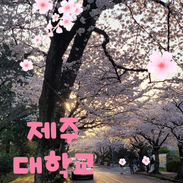  2024년 제주 벚꽃 명소 제주대학교 가장 먼저 만개했어요
