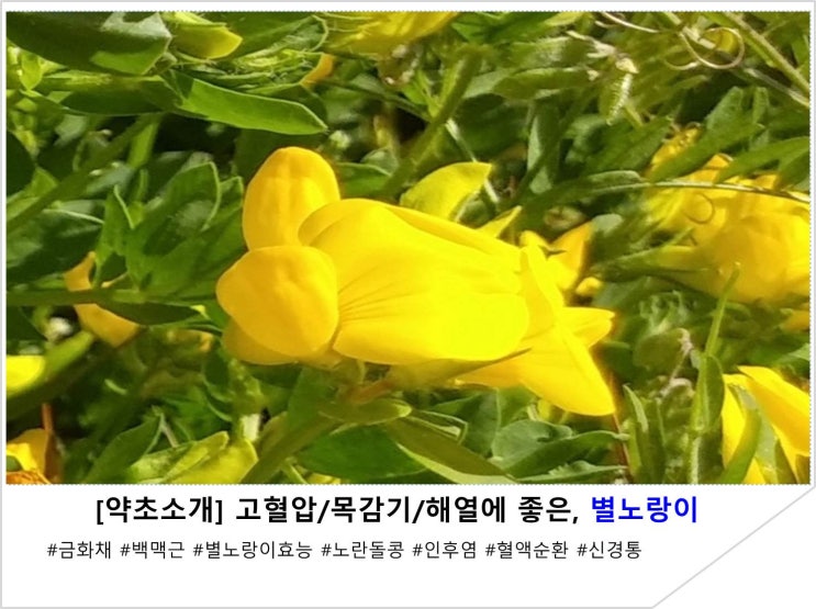  [약초소개] 고혈압/목감기/해열에 좋은, 별노랑이