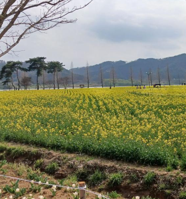  2024 창녕 낙동강 유채꽃 축제 경남 유채꽃 명소 남지 체육공원 유채꽃밭 데이트