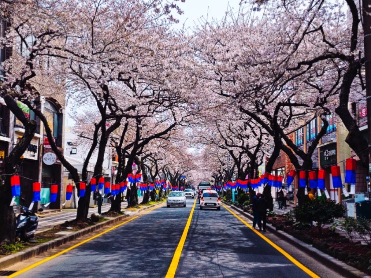  제주 벚꽃 스팟.01 전농로