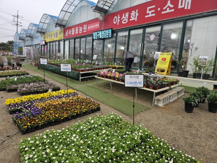   용인 남사화훼단지 꽃시장 남사화훼집하장 꽃화분, 남사들꽃농원 야생화 봄쇼핑