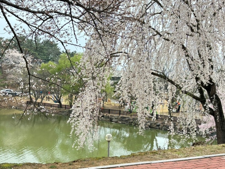  진주 금산 벚꽃하모니 축제 개화 상태