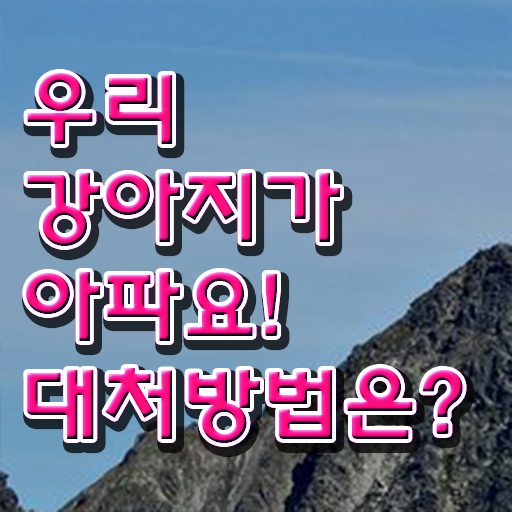  반려동물관련자격증 , 반려동물관리사 자격증 응시자격 없이 준비한 방법 , 활용 방법과 전망