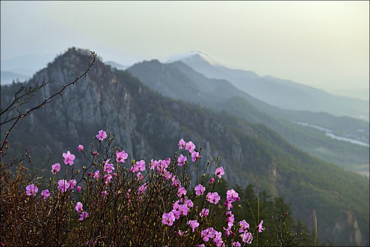  주작산 덕룡산 종주산행 (등산코스, 진달래 개화상황)