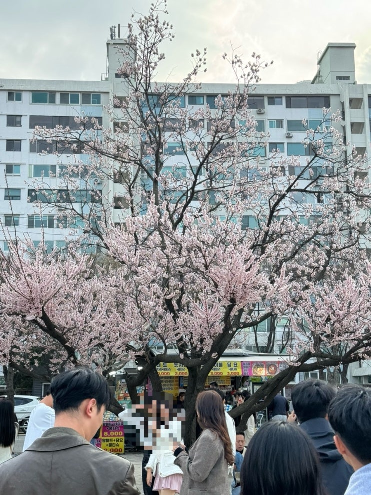 여의도 한강공원 벚꽃축제 다인승 자전거 대여 후기