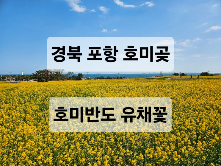  2024 03 30 경북 포항 호미곶 15만평 유채꽃 명소 개화현황 주차정보
