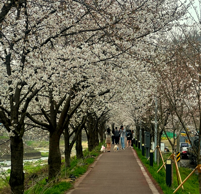 함안 광려천벚꽃길 4월 여행 떠오르는 명소