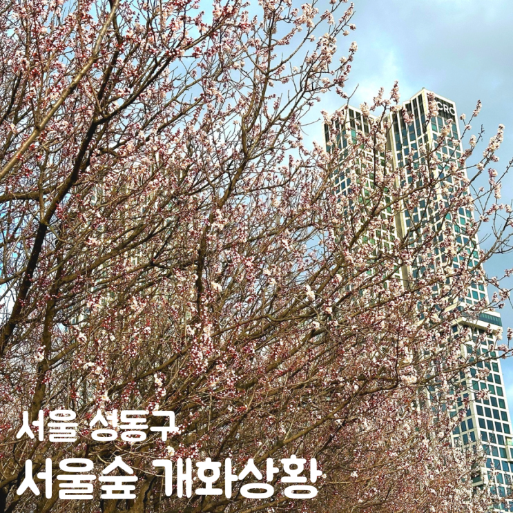  서울숲 나들이 벚꽃 목련 개화상황 주차장 정보