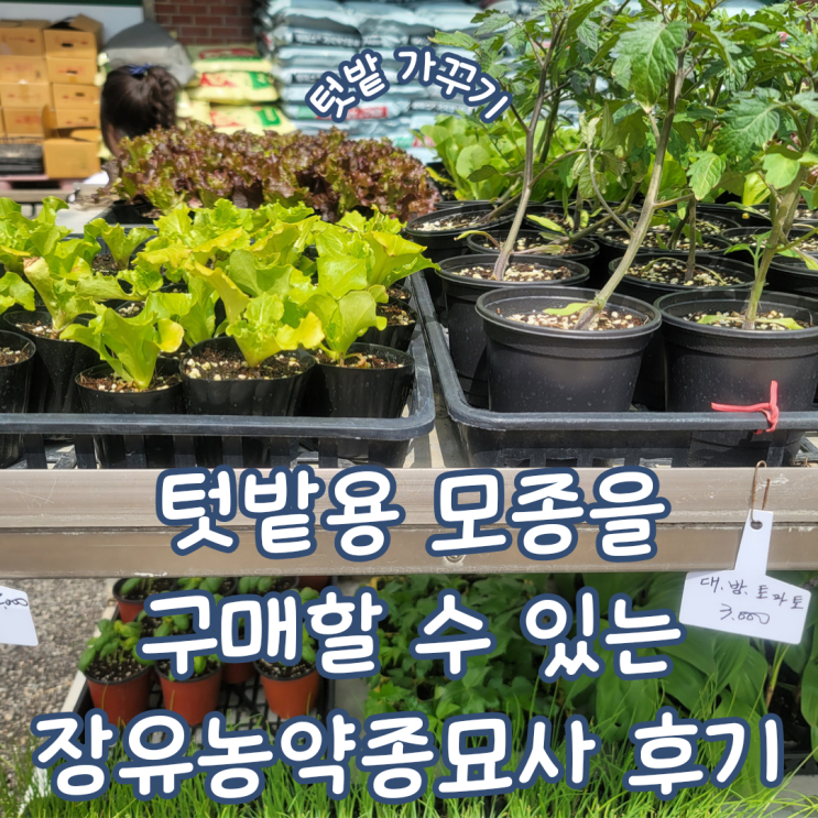 텃밭 가꾸기용 모종 구매를 위한 경남 김해 장유 장유농약종묘사 내돈내산 후기