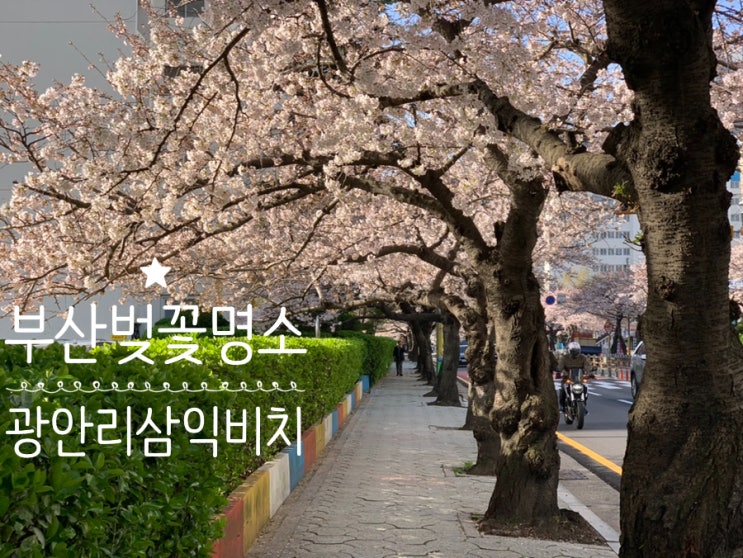 오늘 자! 부산 벚꽃명소 광안리 남천동 삼익비치 벚꽃길 벚꽃스팟 개화상황 ( 24/3/30일 사진)