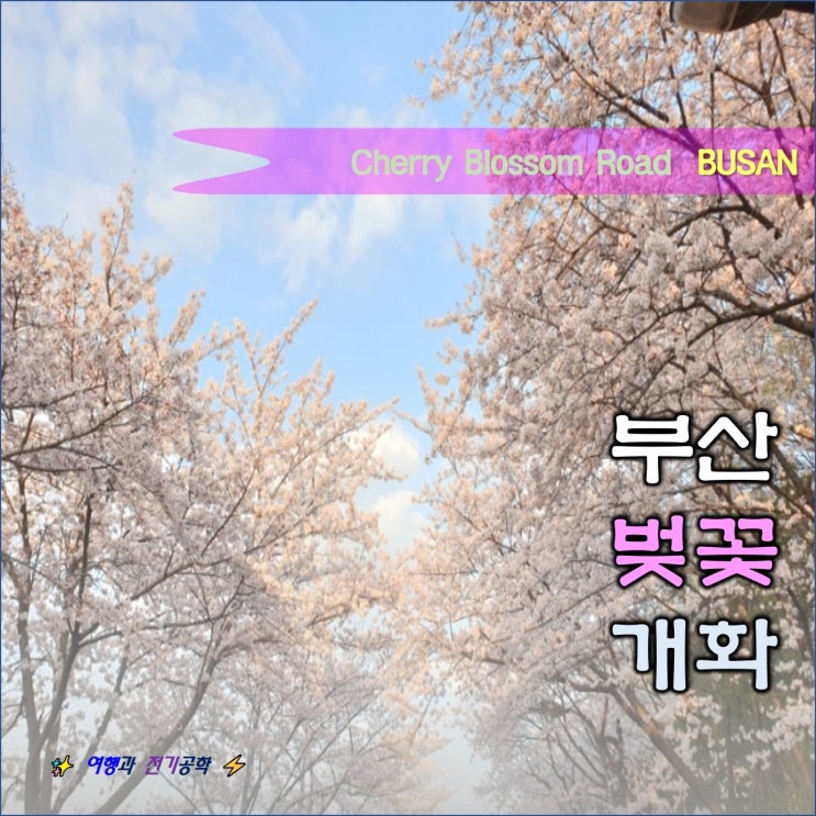  실시간 부산 벚꽃  개화 상황 :) 전국 명소 벚꽃 개화 시기