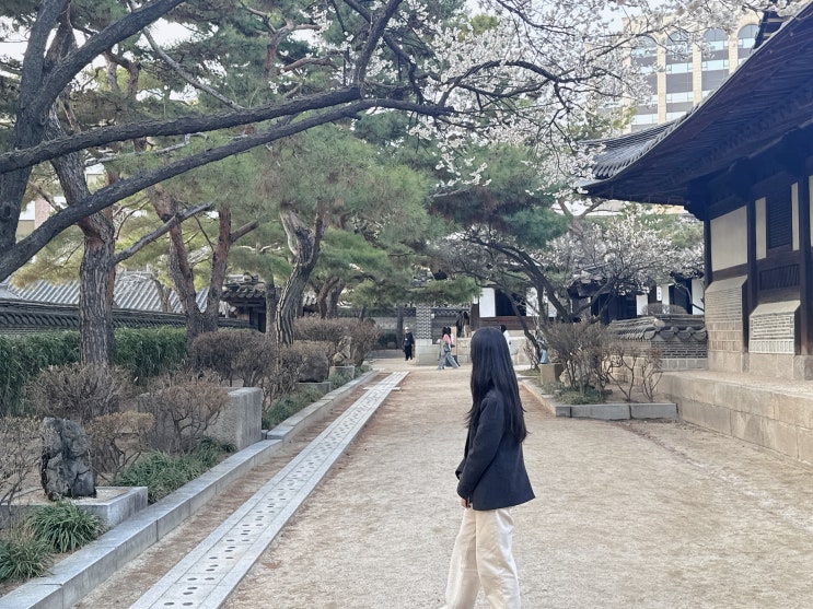 종로 안국역 고즈넉한 운현궁에서 올해 첫 벚꽃