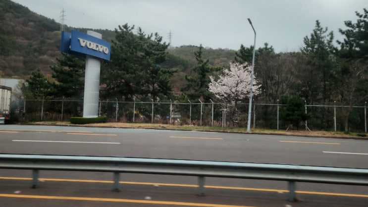  진해군항제 여좌천 후기, 셔틀버스 옐로라인이 최고인듯 ㅋㅋㅋ
