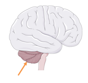 [뇌] 소뇌 (Cerebellum)는 어떤 역할을 하는가? : 네이버 블로그