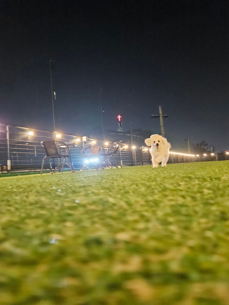  광주 신창동 애견운동장 카페 독스아일랜드