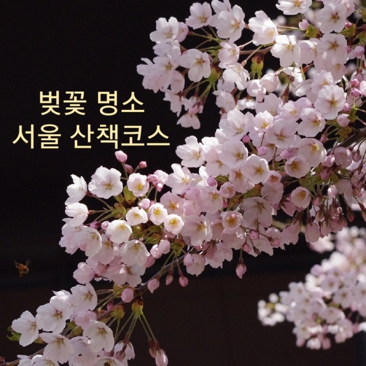 벚꽃 개화시기_ 서울 벚꽃 명소 남산 경의선 숲길 서울숲 양재천 벚꽃 개화시기_ 서울 벚꽃 명소 남산 경의선 숲길 서울숲 양재천