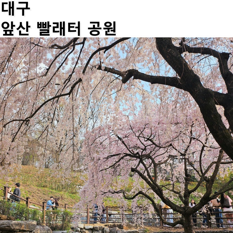 [대구/앞산] 대구 능수벚나무 명소(24.03.30), 앞산 빨래터 공원