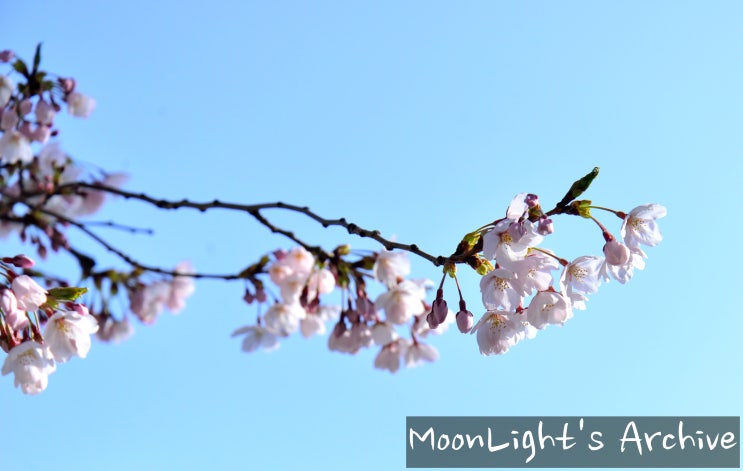  봄이 왔네요~