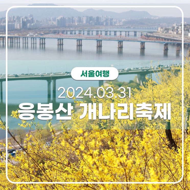  2024년 응봉산 개나리축제 주차 꿀팁 3월31일 실시간 개화상황