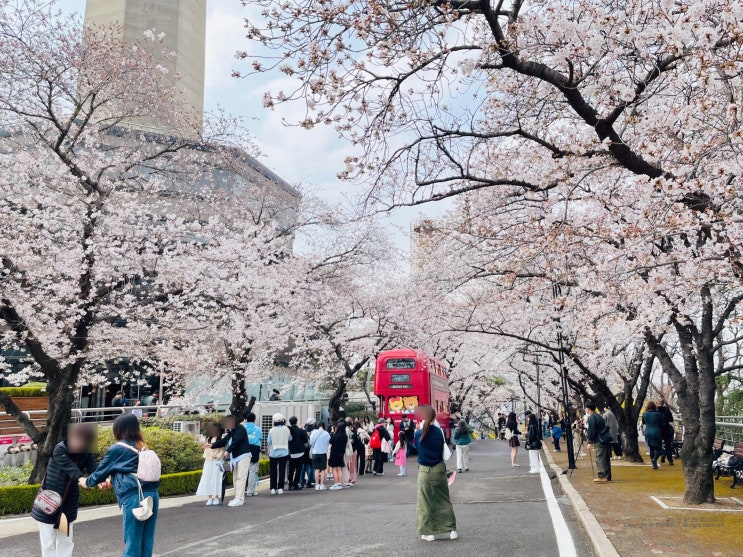 대구 이월드 벚꽃 축제 블라썸 피크닉 개화 현황 아기랑 어린이 놀이공원 포토존 대구 이월드 벚꽃 축제 블라썸 피크닉 개화 현황 아기랑 어린이 놀이공원 포토존
