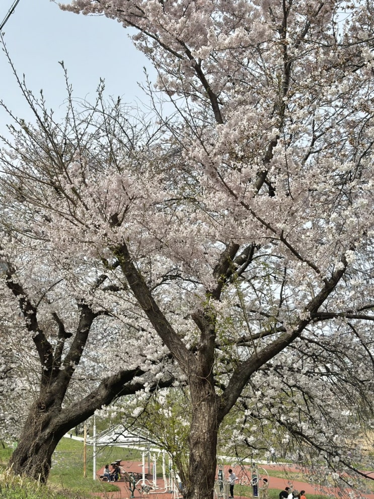  광주천 벚꽃길 구경 (개화 실시간)