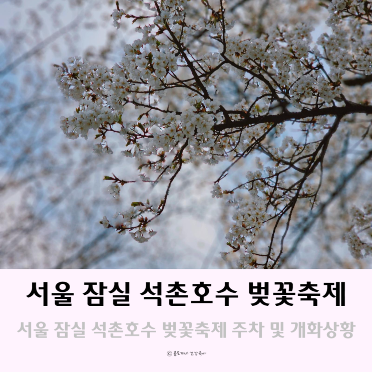 서울 잠실 석촌호수 벚꽃축제에서 꽃구경 명소(주차,개화상황) 서울 잠실 석촌호수 벚꽃축제에서 꽃구경 명소(주차,개화상황)