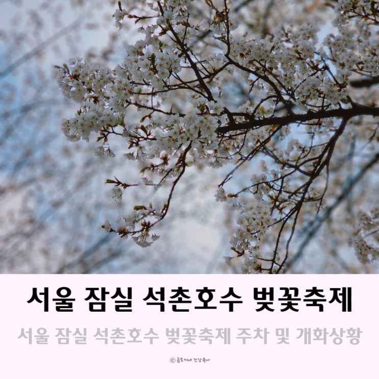 서울 잠실 석촌호수 벚꽃축제에서 꽃구경 명소(주차,개화상황)