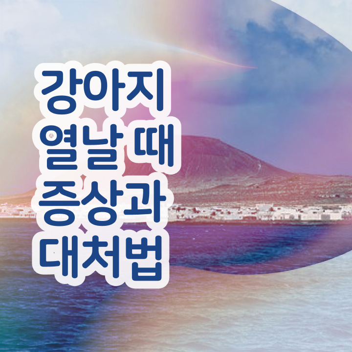  반려견특강 , 반려동물관리사 자격증 온라인 강의 알아볼게요