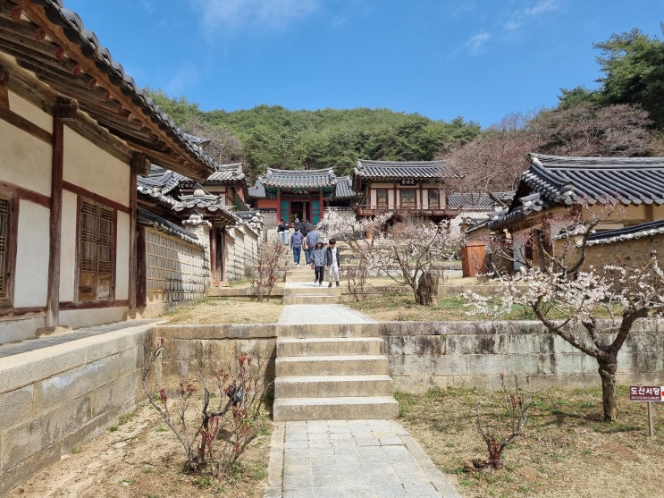  현재 안동 벚꽃 개화 상황 24년 3월 30일 기준