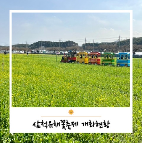  삼척 유채꽃축제 맹방유채꽃축제 벚꽃 개화현황 주차꿀팁