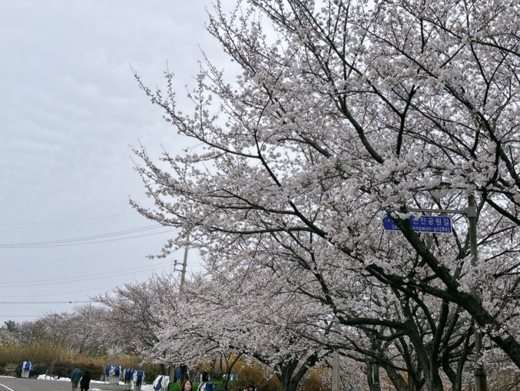  경남 사천 벚꽃명소 선진리성 벚꽃축제 개화현황