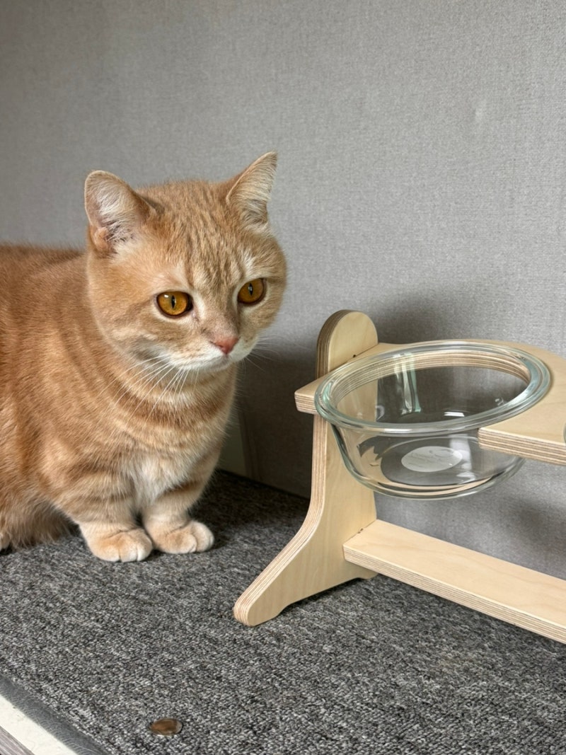 높이조절식탁 고양이 밥그릇으로 먼치킨도 걱정없어