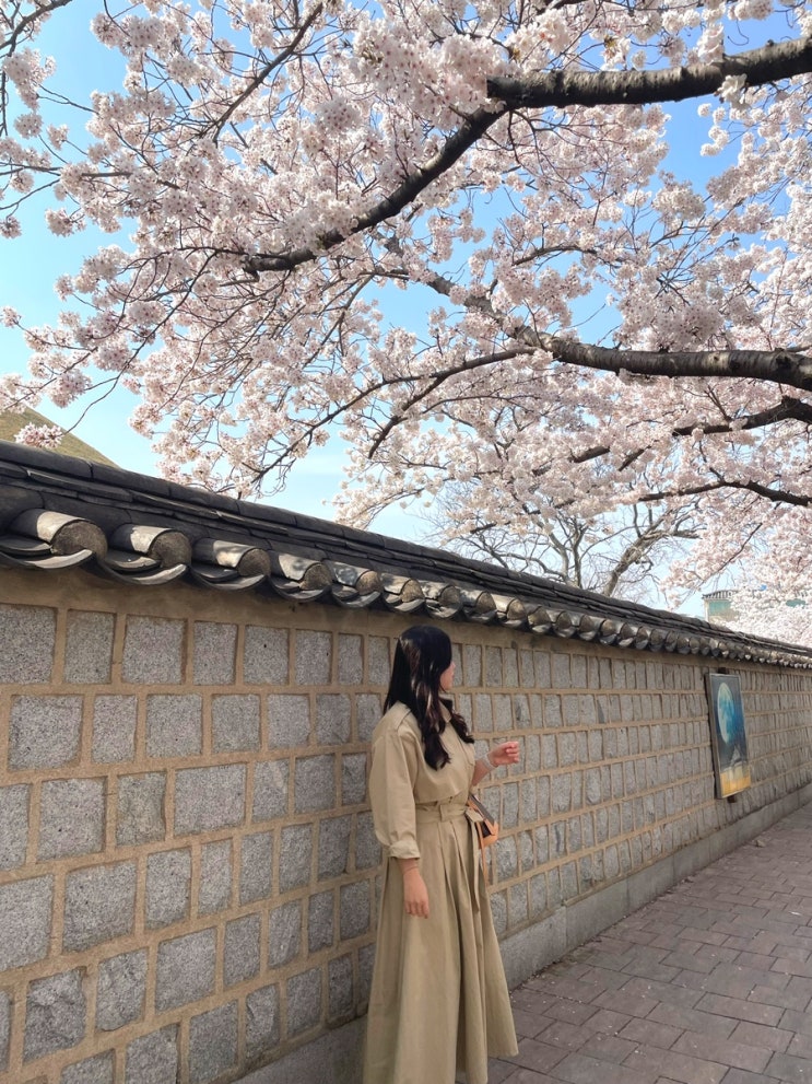  경주 벚꽃 개화 포토존_ 대릉원 돌담길, 보문호, 동궁과 월지