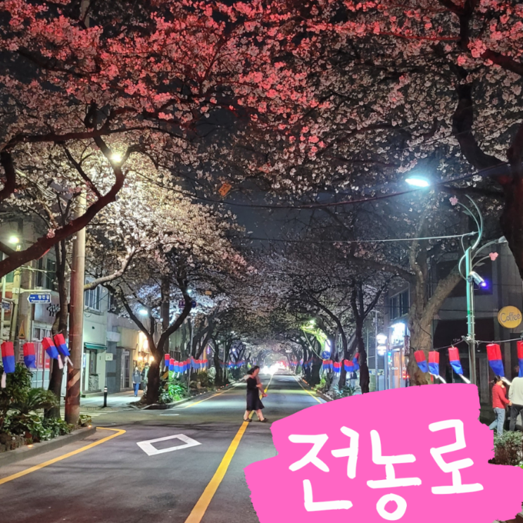  제주 벚꽃 명소 전농로 벚꽃 거리 심야 데이트 