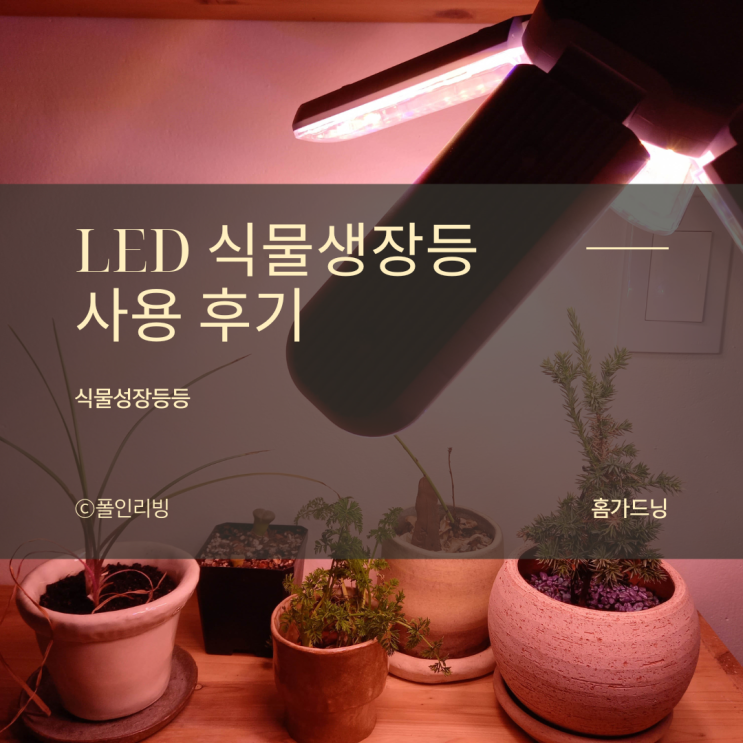 복숭아나무 식물생장등 설치 후기  LED 실내 식물 성장 조명 효과 진짜 좋음 미니화분 키우기