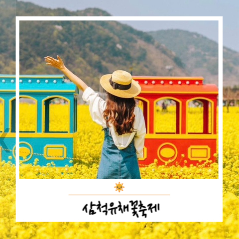  맹방유채꽃축제 기간 장소 행사내용 삼척 유채꽃 벚꽃