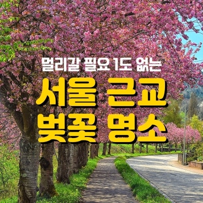 서울 근교 벚꽃 명소! 하남 미사 덕풍천, 당정뜰, 미사경정공원 겹벚꽃