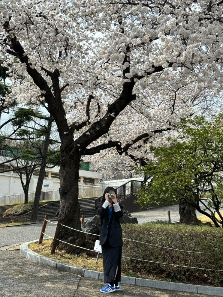  [3월30일] 대구 달성공원 벚꽃 실시간 개화