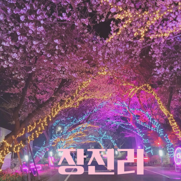  제주 벚꽃 명소 애월읍 장전리 벚꽃 만개 심야 데이트 