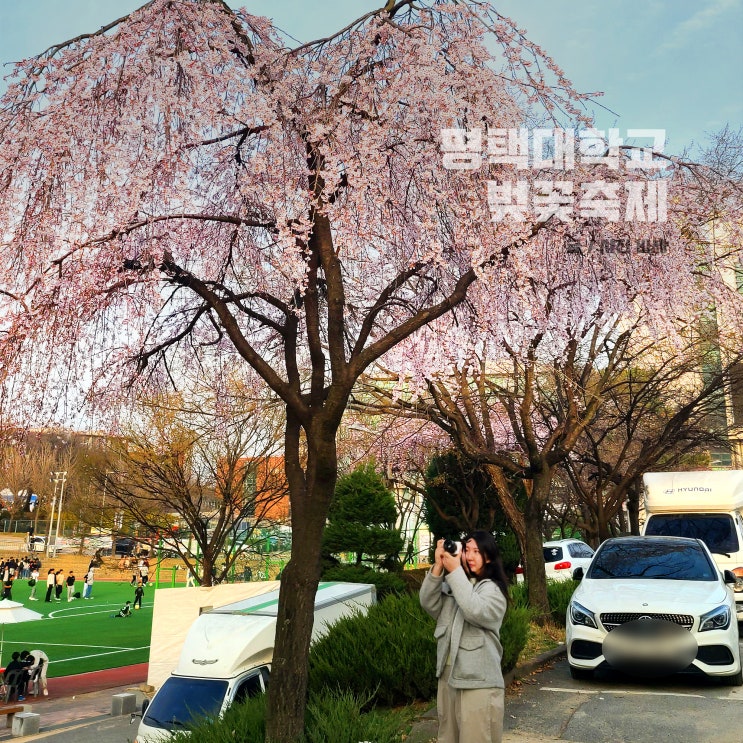  평택대학교 벚꽃 축제 주차 놀이기구 푸드트럭