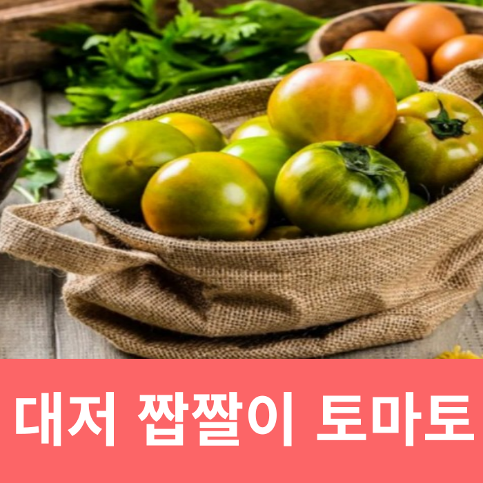  대저 짭짤이토마토 효능 칼로리 제철 보관법