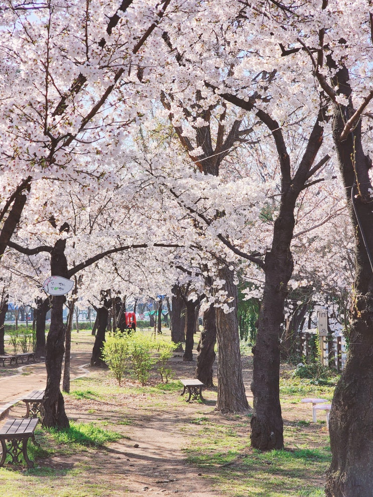 대구 벚꽃 명소 꽃보라동산 3월 31일 실시간 상황 주차 꿀팁