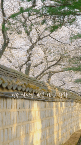  경주 벚꽃 실시간 3/31일 오늘 찍은 생생한 개화 상황!!
