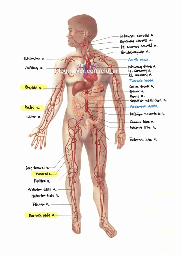  마취&회복 / A-line(arterial line) : Allen's test, catheterization 위치