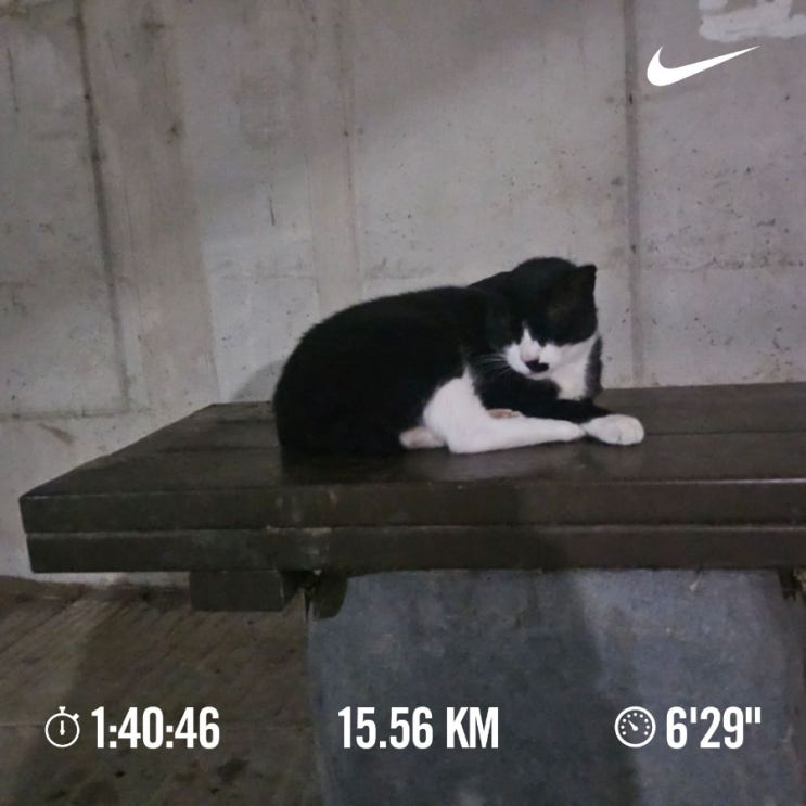 [챌린지]매일10km 러닝 챌린지1147일차